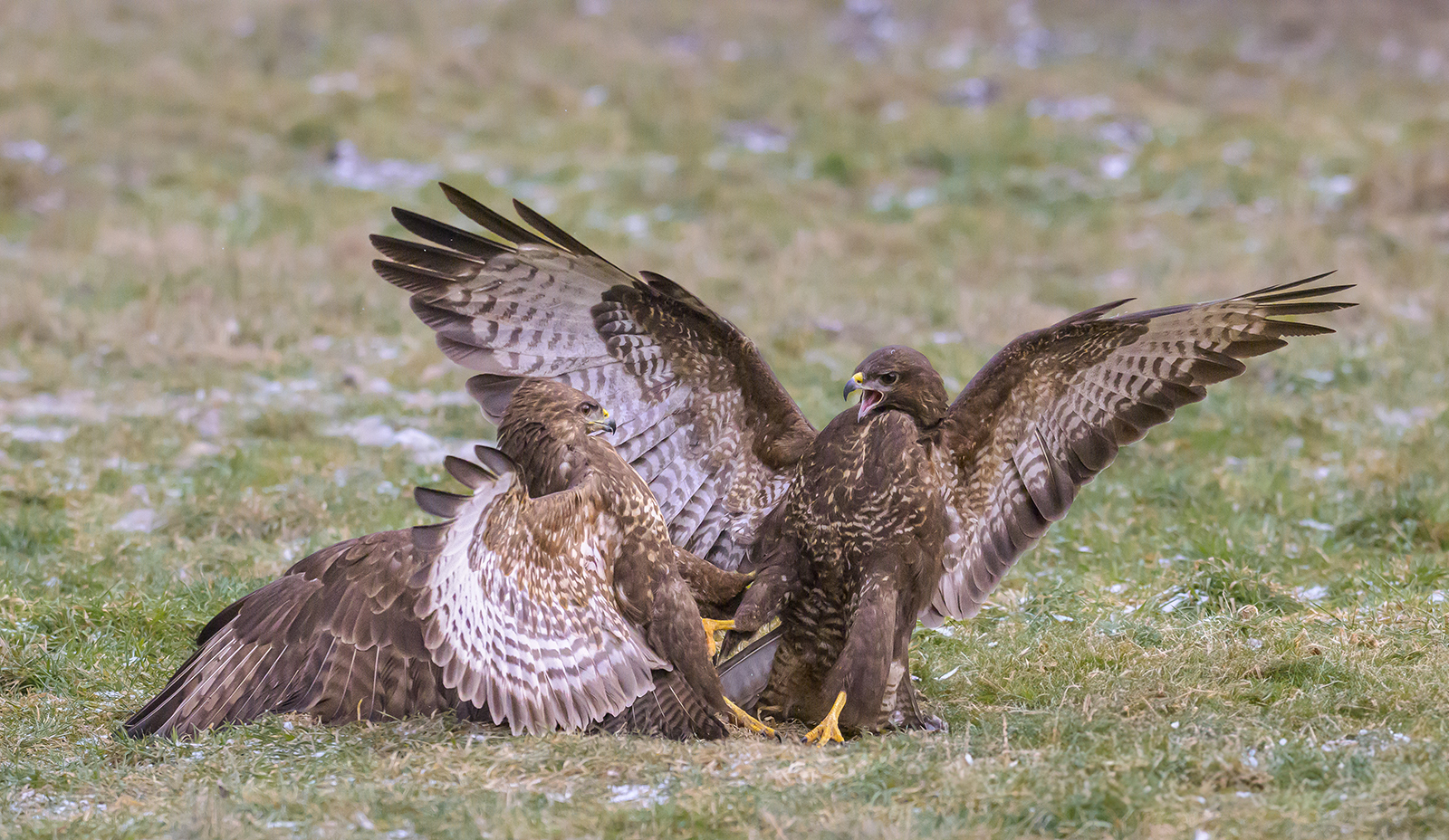 BUZZARD BATTLES by Phil Drury